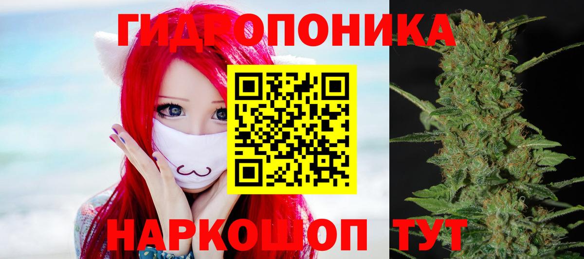 Каннабис конопля Чернушка